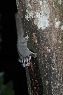 Sugar Glider Petaurus breviceps Queensland Australia