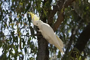 Queensland Prints: Sulphur-crested Cockatoo Cacatua galerita feeding on figs Queensland Australia