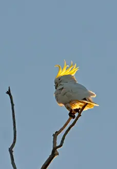 Sulphur-crested Cockatoo Cacatua galerita Miles Queensland Australia