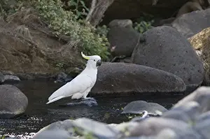 Sulphur-crested Cockatoo Cacatua galerita Queensland Australia