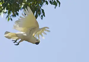 Queensland Prints: Sulphur-crested Cockatoo Cacatua galerita Queensland Australia