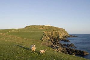 Rspb Reserve Prints: Sumburgh Head RSPB Reserve Shetland June