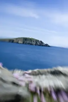 Shetland Prints: Sumburgh Head RSPB Reserve viewed from Scatness Shetland June
