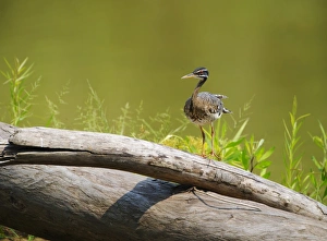 Tambopata Prints: Sunbittern Eurypga helias Amazon Peru