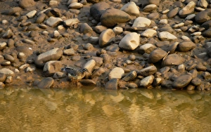 Tambopata Prints: Sunbittern Eurypyga helias Amazon Peru
