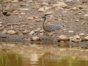 Sunbittern Eurypyga helias Amazon Peru