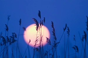 Sunset over reedbed Suffolk UK winter