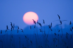 Sunset Prints: Sunset over reedbed Suffolk UK winter