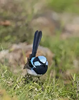 Male Prints: Superb Fairy-wren Malurus cyaneus male Queensland Australia