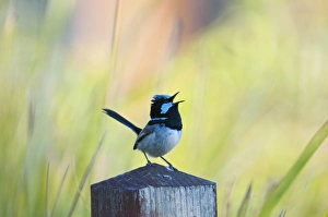 Superb Fairy-wren Malurus cyaneus in song in garden Queensland Australia Superb Fairy-wren Malurus cyaneus in song in garden Queensland Australia