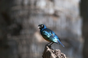 Superb Starling Lamprotornis superbus DSamburu Kenya East Africa Superb Starling Lamprotornis superbus DSamburu Kenya East Africa