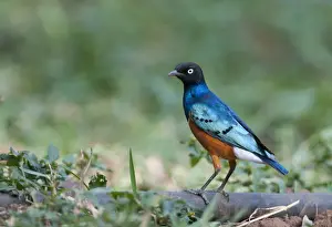 : Superb Starling Lamprotornis superbus DSamburu Kenya East Africa