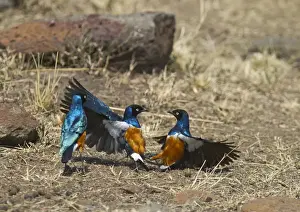 Superb Starlings Lamprotornis superbus fighting Masai Mara Kenya East Africa