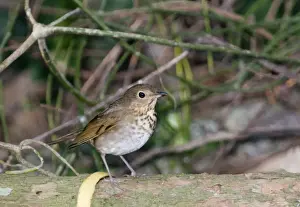 North America Prints: Swainsons Thrush Catharus ustulatus swainsoni Guatemala