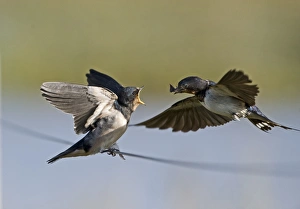 Swallow Hirundo rustica adult feeding fledged young Cley Norfolk September Swallow Hirundo rustica adult feeding fledged young Cley Norfolk September