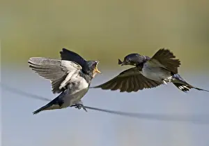 Fledgling Prints: Swallow Hirundo rustica adult feeding fledged young Cley Norfolk September