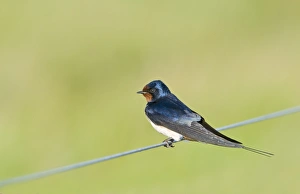 Swallow Hirundo rustica Cley Norfolk May