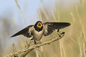 Fledgling Prints: Swallow Hirundo rustica fledged young begging for food Cley Norfolk September