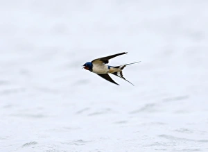 Images Dated 22nd May 2006: Swallow Hirundo rustica Northumberland UK May
