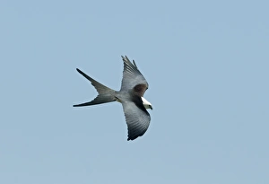 Swallow-tailed Kite Elanoides forficatus Florida Everglades USA Swallow-tailed Kite Elanoides forficatus Florida Everglades USA