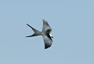 Everglades Prints: Swallow-tailed Kite Elanoides forficatus Florida Everglades USA
