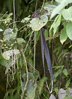 Swallow-tailed Nightjar male roosting during day Ecuador