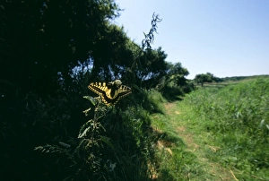 Swallowtail Butterfly on the Weavers Way footpath at Hickling Broad, Norfolk, July Swallowtail Butterfly on the Weavers Way footpath at Hickling Broad, Norfolk, July