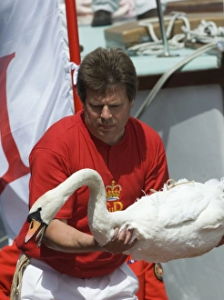Swan Upping on River Thames at Henley on 22 July 2009 UK