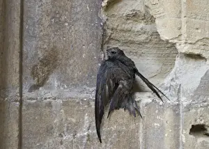 Swift Prints: Swift Apus apus bedraggled from heavy rain Alfaro Spain