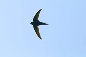 Swift Apus apus Norfolk May