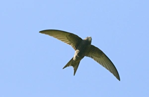 Swift Prints: Swift Apus apus Norfolk May