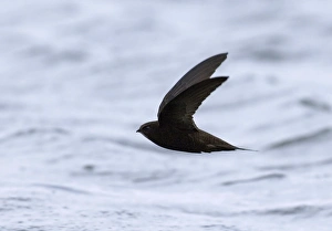 Swift Prints: Swift Northumberland May