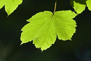 Sycamore Leaves in spring Norfolk April