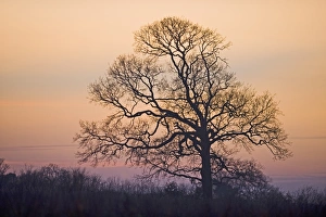 Silhouette Prints: Sycamore Tree in hedgerow in winter Norfolk
