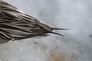 Tail of a Pintail Anas acuta UK winter