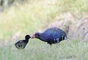 Takahe Porphyrio mantelli Tiri Matangi Island North Island New Zealand Takahe Porphyrio mantelli Tiri Matangi Island North Island New Zealand