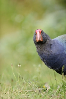 Takahe Porphyrio mantelli Tiri Matangi North Island New Zealand Takahe Porphyrio mantelli Tiri Matangi North Island New Zealand