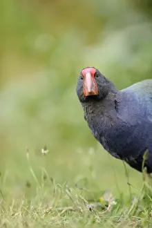 New Zealand Prints: Takahe Porphyrio mantelli Tiri Matangi North Island New Zealand