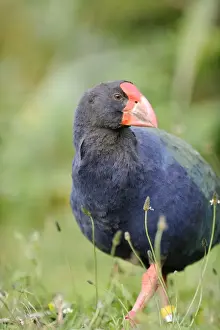 : Takahe Porphyrio mantelli Tiri Matangi North Island New Zealand