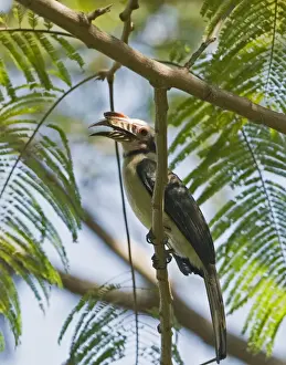 Philippines Prints: Tarictic Hornbill Penelopides manillae Subic Luzon Philippines