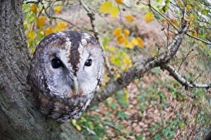 Tawny Owl Strix aluco UK