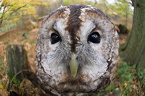 Tawny Owl Strix aluco UK