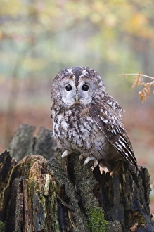 Tawny Owl Strix aluco UK