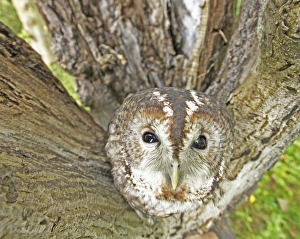Tawny Owl Strix aluco UK