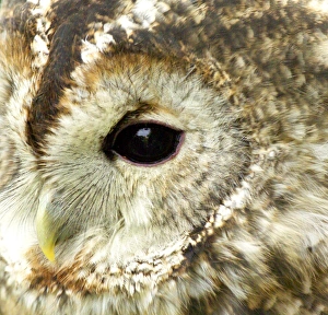 Tawny Owl Strix aluco UK