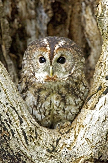 Tawny Owl Strix aluco UK