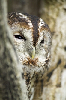 Tawny Owl Strix aluco UK