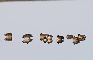 Teal Anas crecca Cley Norfolk winter