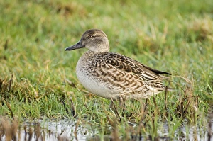 Teal Anas crecca female Norfolk winter