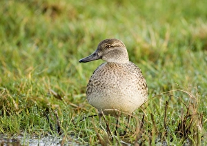Teal Anas crecca female Norfolk winter